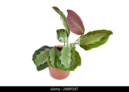 Exotische Zimmerpflanze „Maranta Leuconeura Silver Band“ in Blumentopf auf weißem Hintergrund Stockfoto