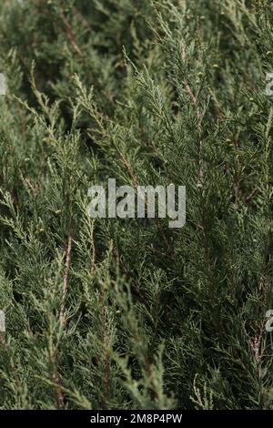 Wacholderbaum im Frühjahr mit Knospen Nahaufnahme, flacher Fokus Stockfoto