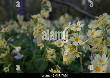 Eine selektive Fokusaufnahme von blühenden Primrosenpflanzen im Garten mit unscharfem Hintergrund Stockfoto