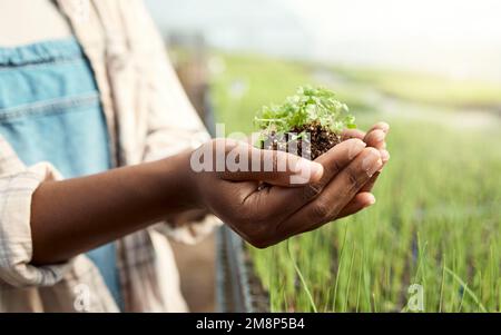 Hände eines Landwirts, der Ackerland hält. Aufräumarbeiten von Landwirten, die blühende Pflanzen im Boden halten. Landwirt, der Setzlinge im Schmutz hält. Betriebsinhaber Stockfoto