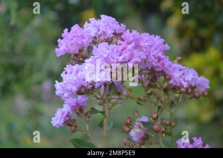 Im Garten blühende, hellviolette Blumen (Phlox subulata) Stockfoto