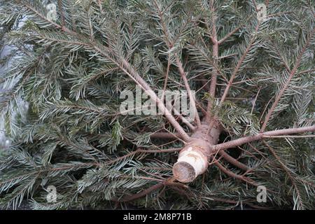 Der Weihnachtsbaum wird weggeworfen, wenn er nicht mehr benötigt wird. Konzentrieren Sie sich auf den unteren Teil des Baumes, auf den Stamm ohne Rinde. Stockfoto