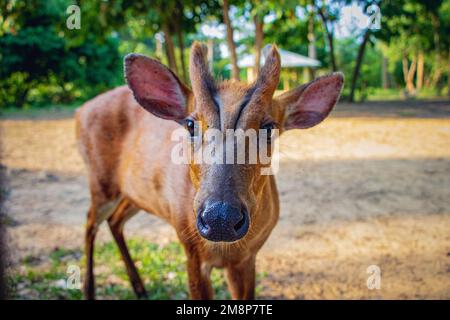 Dominanter Roe Deer in einem Safaripark in Bangladesch in die Kamera schauen Stockfoto