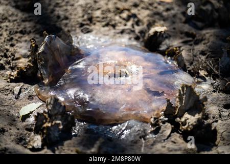 australische Quallen wurden im Sommer an einem Strand in tasmanien angespült Stockfoto