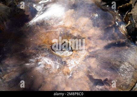 australische Quallen wurden im Sommer an einem Strand in tasmanien angespült Stockfoto