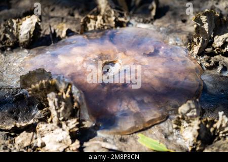 australische Quallen wurden im Sommer an einem Strand in tasmanien angespült Stockfoto