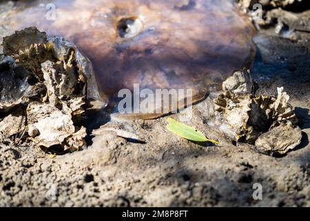 australische Quallen wurden im Sommer an einem Strand in tasmanien angespült Stockfoto