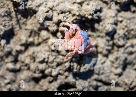 Tasmanische Grabkrabbe südlicher Soldier an einem Strand in Australien Stockfoto