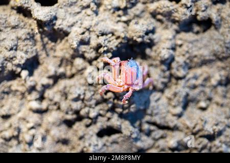 Tasmanische Grabkrabbe südlicher Soldier an einem Strand in Australien Stockfoto