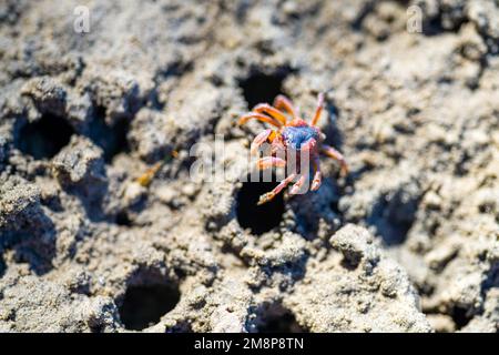 Tasmanische Grabkrabbe südlicher Soldier an einem Strand in Australien Stockfoto