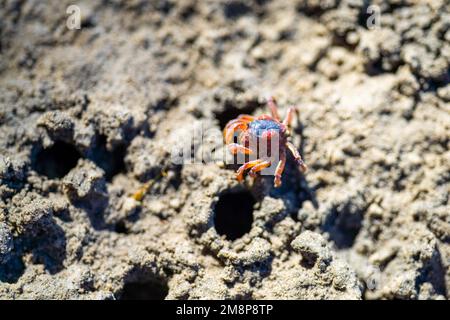 Tasmanische Grabkrabbe südlicher Soldier an einem Strand in Australien Stockfoto