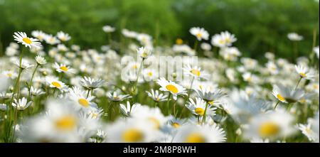 Marguerite-Gänseblümchen auf der Wiese. Frühlingsblume. Stockfoto