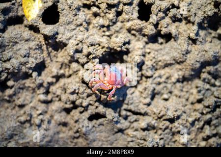 Tasmanische Grabkrabbe südlicher Soldier an einem Strand in Australien Stockfoto