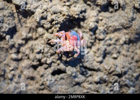 Tasmanische Grabkrabbe südlicher Soldier an einem Strand in Australien Stockfoto