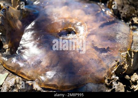 australische Quallen wurden im Sommer an einem Strand in tasmanien angespült Stockfoto