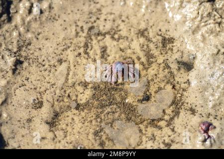 Tasmanische Grabkrabbe südlicher Soldier an einem Strand in Australien Stockfoto