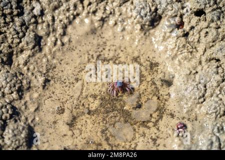 Tasmanische Grabkrabbe südlicher Soldier an einem Strand in Australien Stockfoto