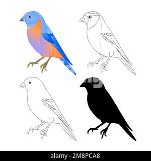 Bluebird Bird Thrush Naturumriss und Silhouette auf weißem Hintergrund Vektorgrafik editierbare Handzeichnung Stock Vektor