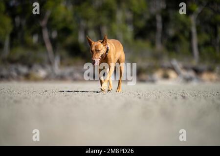 Rettungshund an einem Sandstrand in australien in tasmanien Stockfoto