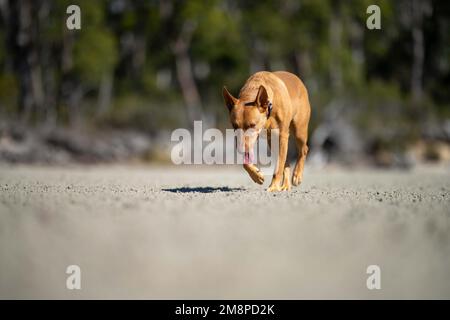 Rettungshund an einem Sandstrand in australien in tasmanien Stockfoto