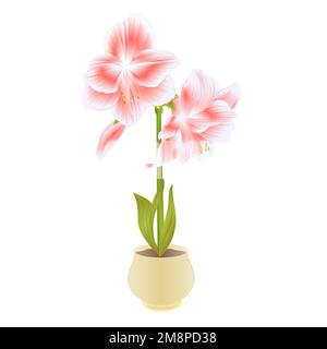 Elegant blühende rosa Amaryllis-Blumen und Knospen im Topf auf weißem Hintergrund detailgetreue, natürliche Zeichnung einer herrlichen kultivierten blühenden Gartenpflanze V Stock Vektor