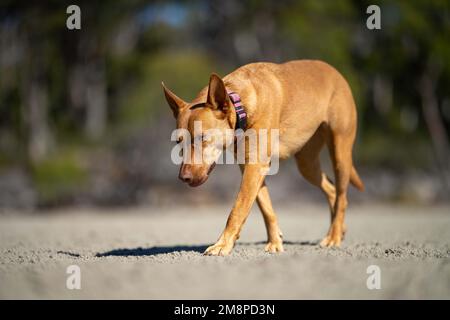 Rettungshund an einem Sandstrand in australien in tasmanien Stockfoto