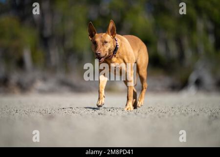 Rettungshund an einem Sandstrand in australien in tasmanien Stockfoto