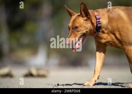 Rettungshund an einem Sandstrand in australien in tasmanien Stockfoto