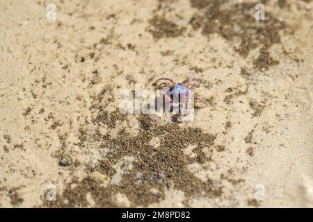 Tasmanische Grabkrabbe südlicher Soldier an einem Strand in Australien Stockfoto