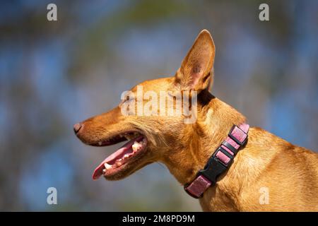 kelpie keucht nach einem Lauf im Busch in australien im Sommer Stockfoto