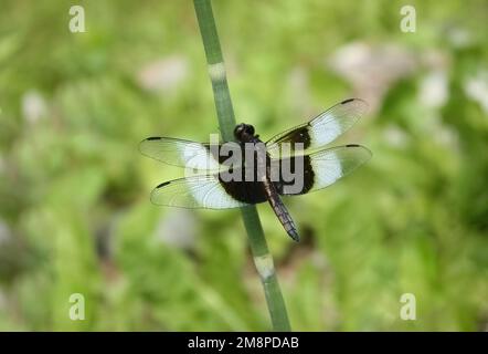 An einem Sommertag in Osceola, Wisconsin, USA, steht eine Libelle mit Witwe-Skimmer auf einem Stiel vor einem grünen Bokeh. Stockfoto