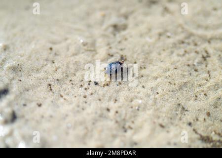 Tasmanische Grabkrabbe südlicher Soldier an einem Strand in Australien Stockfoto