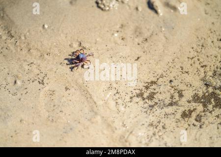 Tasmanische Grabkrabbe südlicher Soldier an einem Strand in Australien Stockfoto