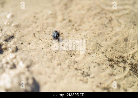 Tasmanische Grabkrabbe südlicher Soldier an einem Strand in Australien Stockfoto