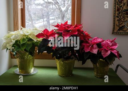 Hübsche Beleuchtung auf drei Poinsettia-Pflanzen in Weiß, Rot und Pink vor einer Fensterszene des Winters an einem kalten Morgen in Taylors Falls, MN. Stockfoto