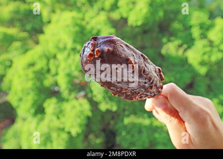 Nahaufnahme der schmelzenden Schokoladen-Eiscreme-Bar in der Hand mit grünem Laub Stockfoto