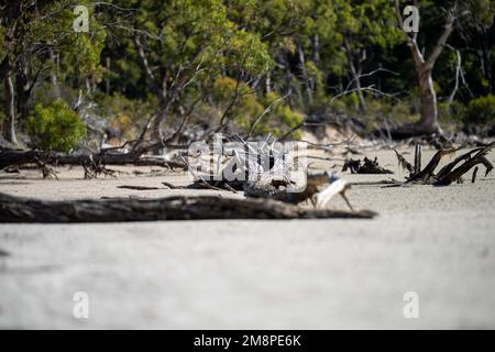 Gummiwurzeln, die Erosion am Strand ausgesetzt sind Stockfoto