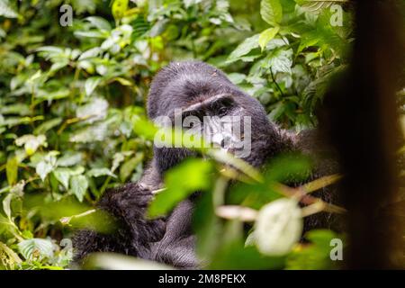 Porträt eines östlichen Berggorillas im Tropenwald Ugandas Stockfoto