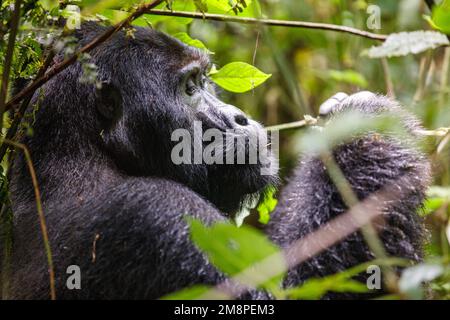 Porträt eines östlichen Berggorillas im Tropenwald Ugandas Stockfoto