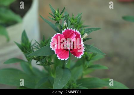 (Dianthus chinensis) oder Rainbow Rosa Blume auf natürlichem Feld an einem sonnigen Tag. Stockfoto