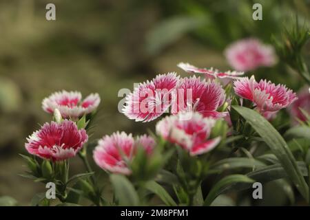 Blühende schöne rosafarbene Dianthus-Blume (Dianthus chinensis) oder Regenbogenrosa in einem Garten. Stockfoto