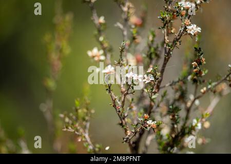 Teebaumblüte und Samen in tasmanien australien im Sommer Stockfoto