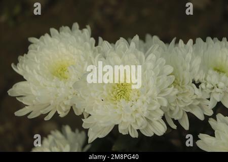 Helle Nahaufnahme der weißen Chrysant-Blume mit Schatten und Mitte rechts mit geringer Schärfentiefe Stockfoto