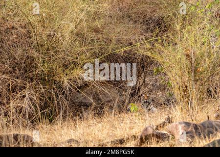 Wilde bengalische Tigerin oder panthera tigris tigris ruht während der Safari in der trockenen heißen Sommersaison im kanha-Nationalpark im Schatten von Bambuspflanzen Stockfoto