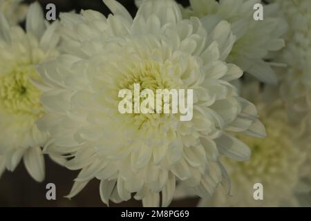 Weiße Chrysanthemen-Blüten im Hintergrund Stockfoto