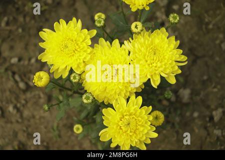 Gelbe Chrysanthemen blühen im Garten Stockfoto