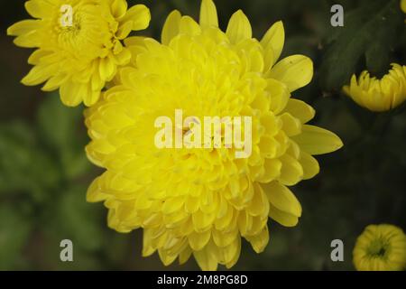 Blumenhändler Daisy oder gelbes Chrysanthemum im Garten Stockfoto