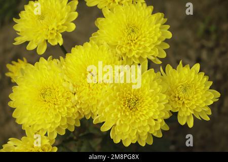 Nahaufnahme der gelben Chrysanthemen-Textur Stockfoto