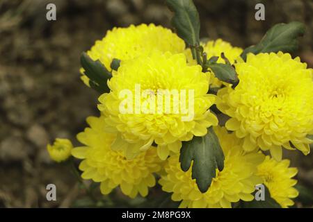 Gelbes Chrysanthemen-Blumenfeld in Bangladesch Stockfoto