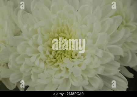 Chrysanthemen, weiße Blume, Nahaufnahme Stockfoto